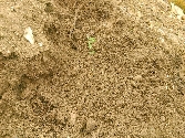 Reforestation in the quarry